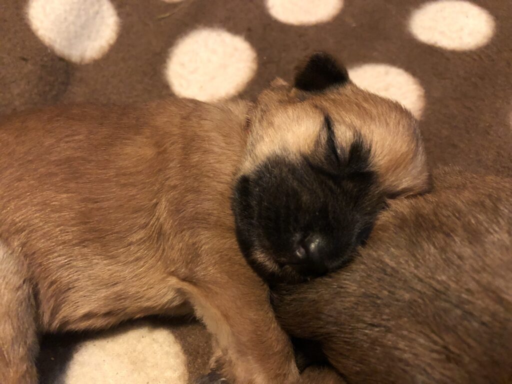 Finns det något finare än en wheatenvalp? 