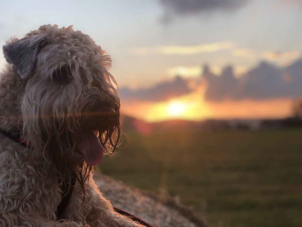 Många wheaten terrier lever ett friskt och aktivt liv långt upp i ’tonåren’.