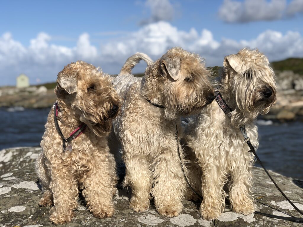 Med en wheatenterrier är livet sällan tråkigt. Det är en hundras som är full av energi och humor, samtidigt som den är en mästare på  att mysa. 