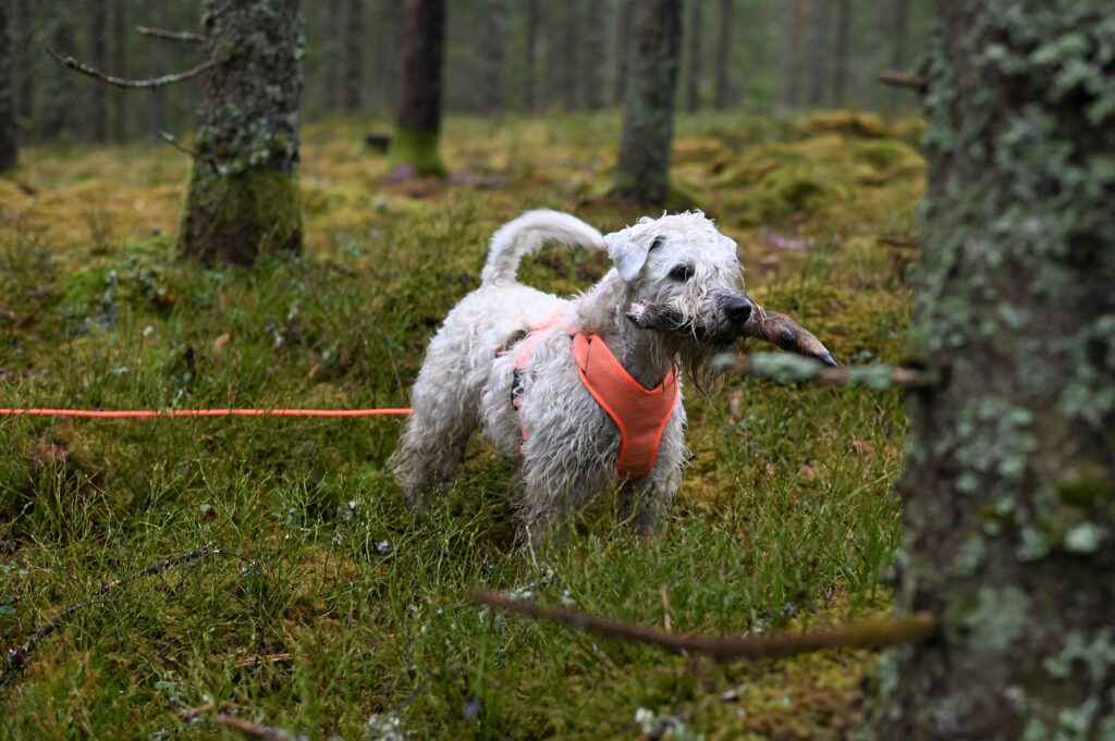 En wheaten terrier kan lära sig nästan vad som helst och bli en riktigt allsidig kompis. Här finns anlag och intresse för lydnad, agility, rallylydnad, nosework, jakt, spår och mycket annat.