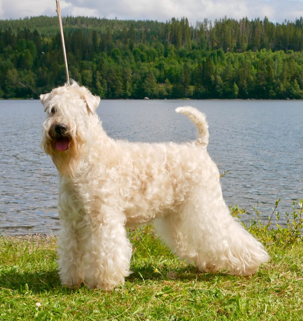 När hundarna är mellan 2-3 år så skall de börjat få sin riktiga ”vuxen” päls 